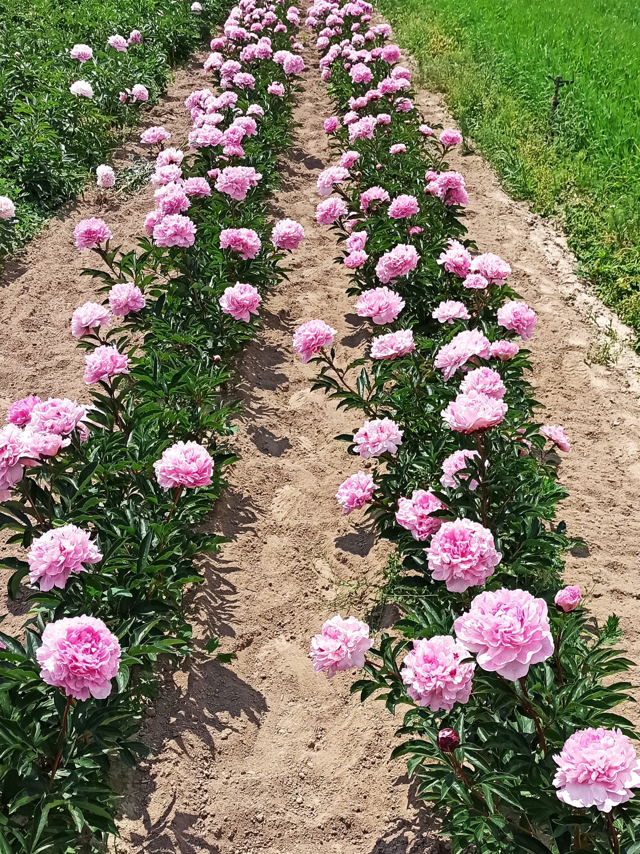 Pietertje Vriend Wagenaar